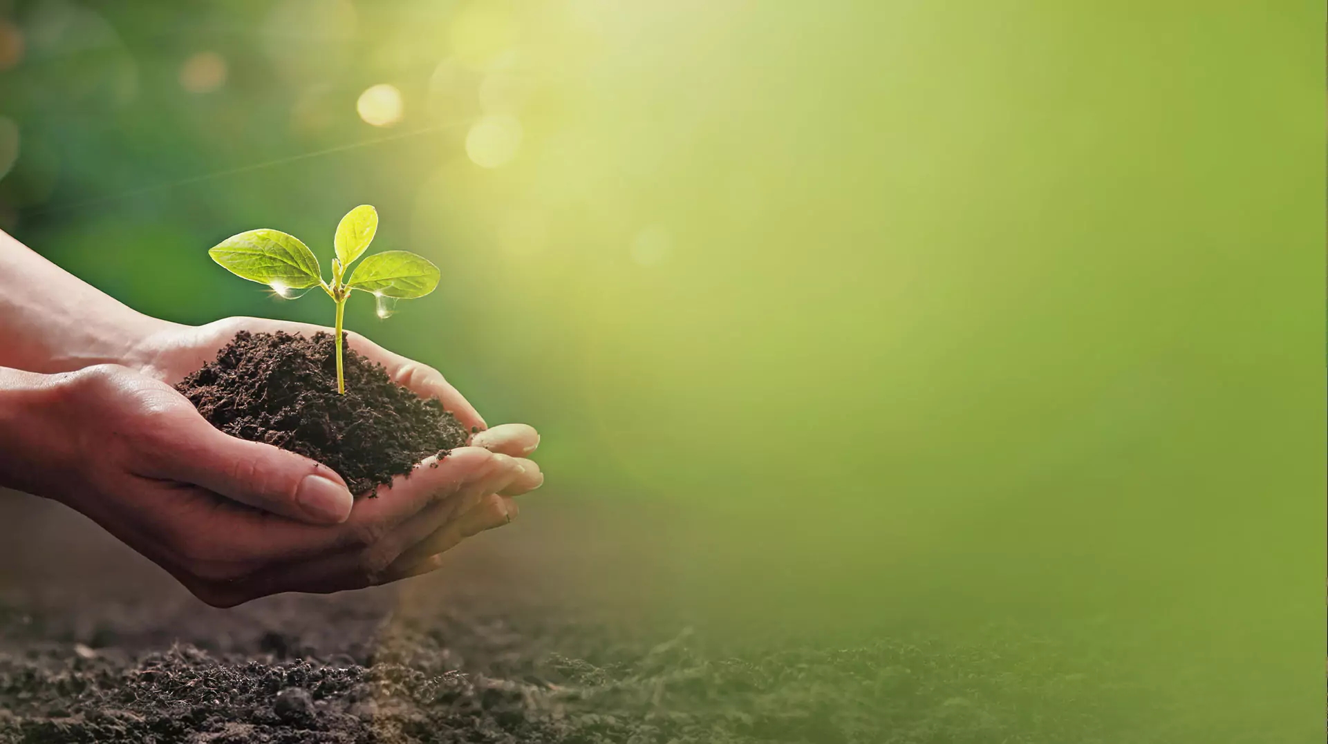 planting a sapling